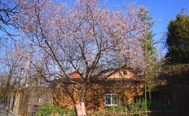 Spring at Shengyin Yuan